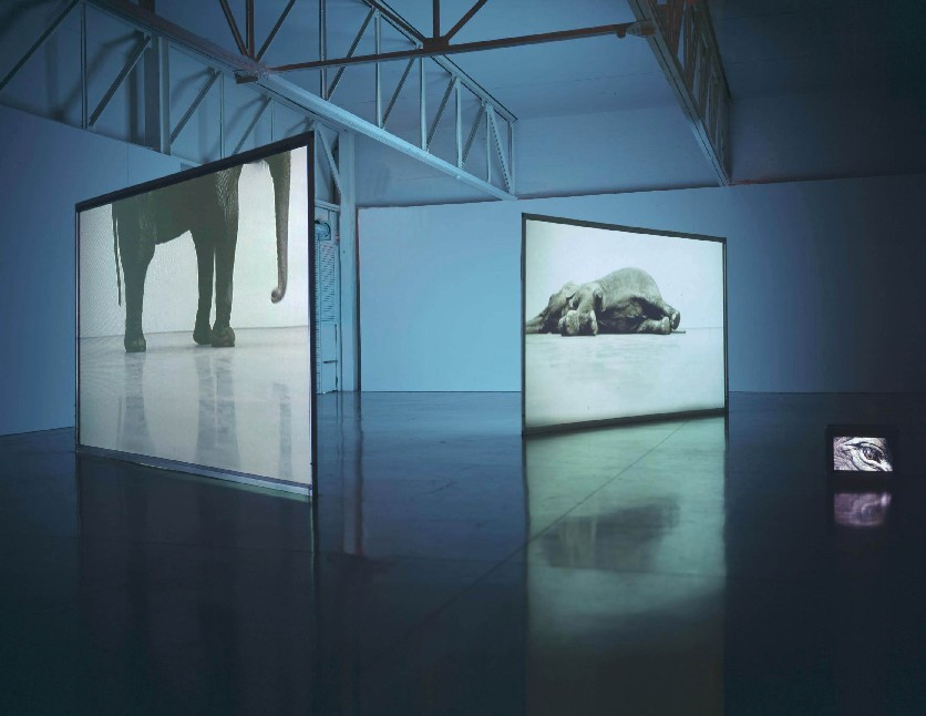 Douglas Gordon. Play Dead; Real Time. 2003