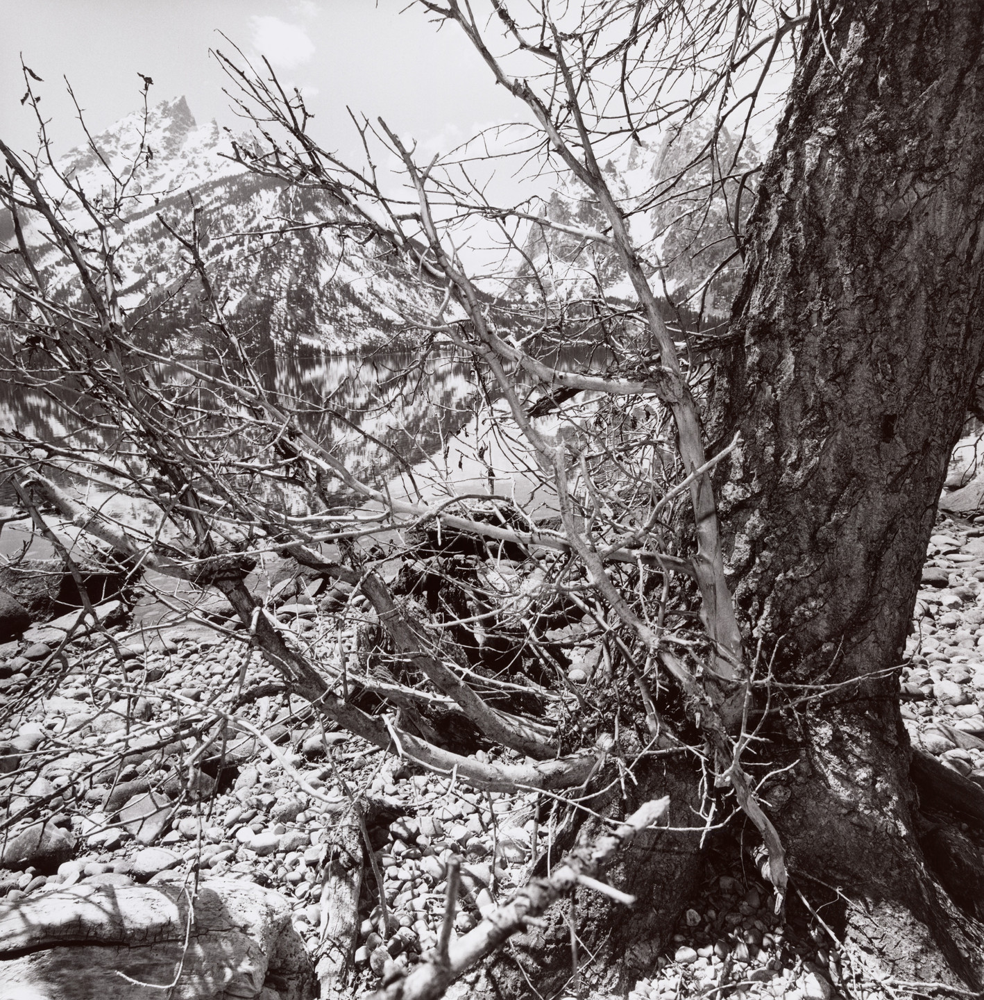 Lee Friedlander. Grand Teton National Park, Wyoming. 1999 | MoMA