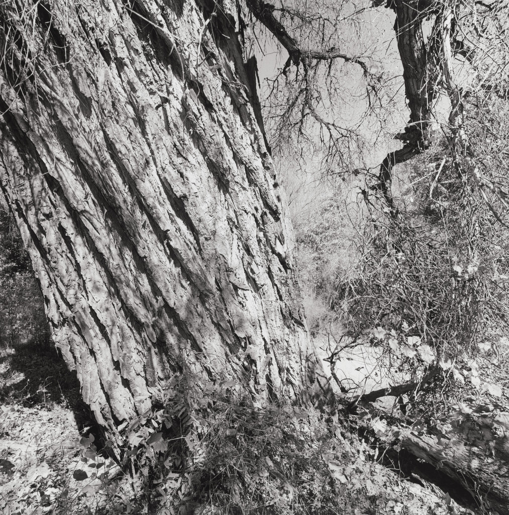 Aravaipa Creek Preserve, Arizona