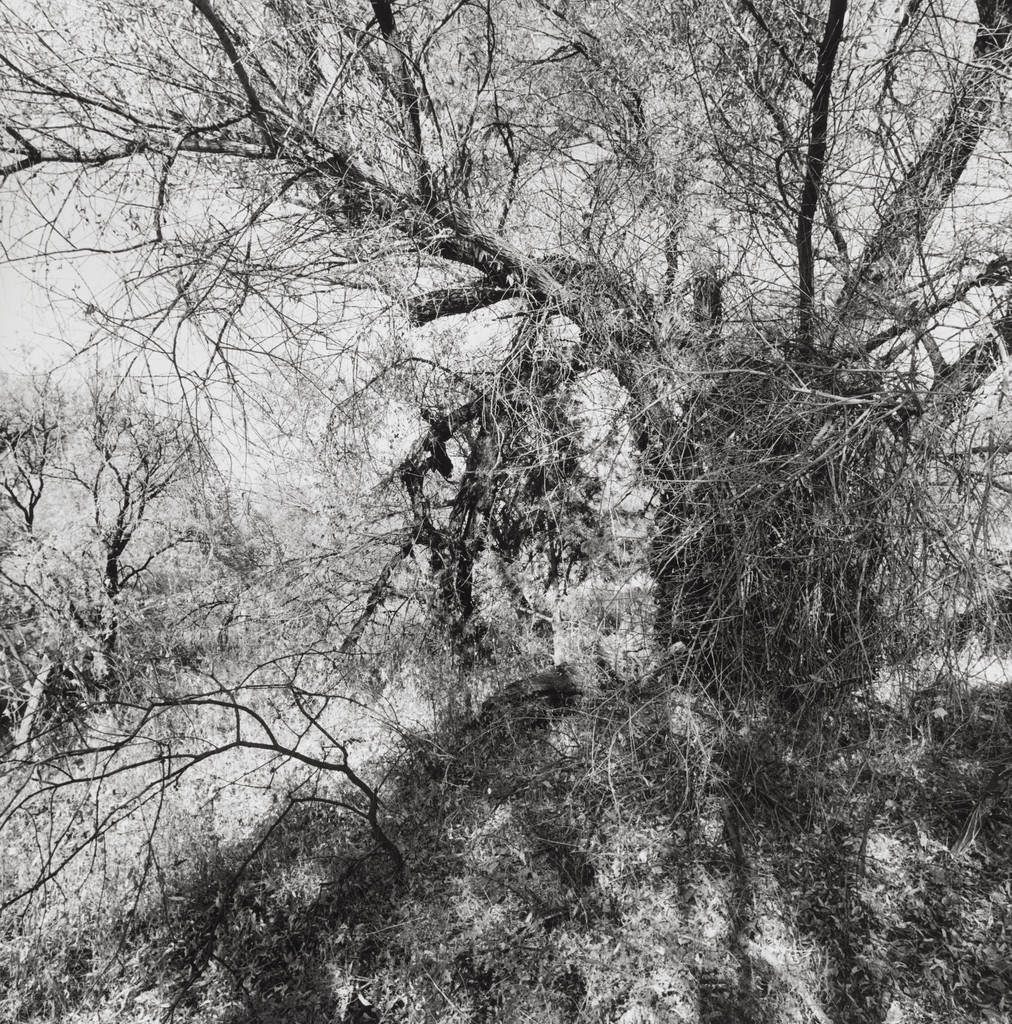 Muleshoe Ranch Preserve, Arizona