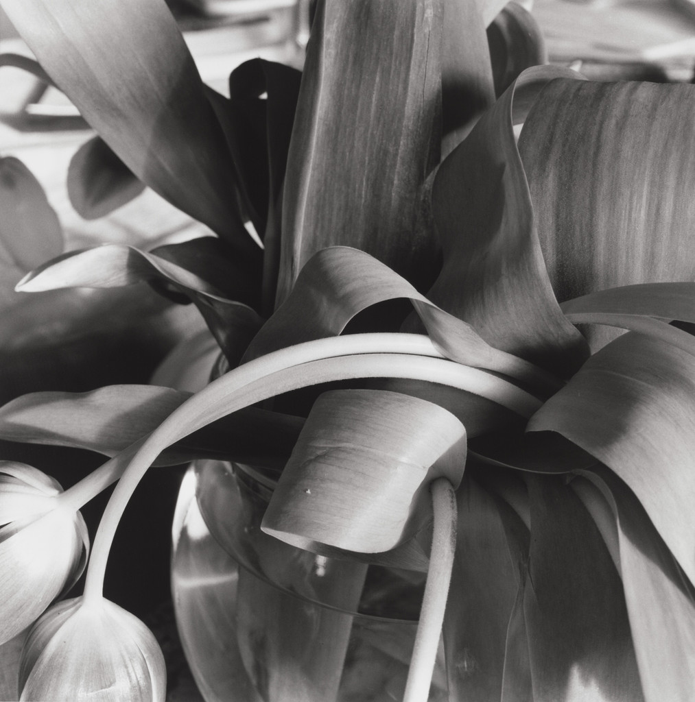 Stems