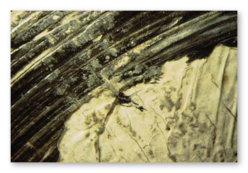 Fig. 1-Example of Wax Residue