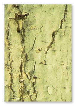 Fig. 1-example of vertical cracks
