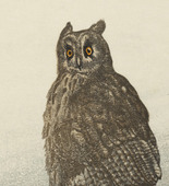 Walther Klemm. Great Horned Owl (Uhu). 1912