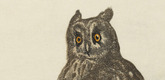 Walther Klemm. Great Horned Owl (Uhu). 1912