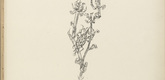 Paul Klee. Giant Aphid (Riesenblattlaus) (plate 10) from the illustrated book Deutsche Graphiker der Gegenwart (German Printmakers of Our Time). 1920
