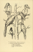 August Gaul. The Common Hornbill (Der gewöhnliche Hornrabe) (headpiece, p. 164) from the periodical Kriegszeit. Künstlerflugblätter, vol. 1, no. 41 (27 May 1915). 1915