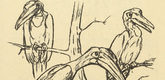 August Gaul. The Common Hornbill (Der gewöhnliche Hornrabe) (headpiece, p. 164) from the periodical Kriegszeit. Künstlerflugblätter, vol. 1, no. 41 (27 May 1915). 1915