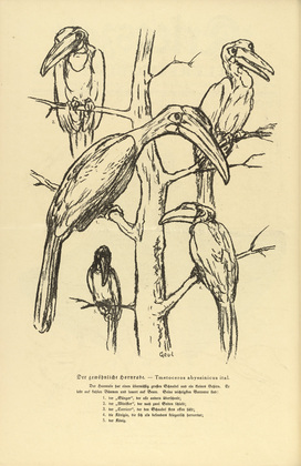 August Gaul. The Common Hornbill (Der gewöhnliche Hornrabe) (headpiece, p. 164) from the periodical Kriegszeit. Künstlerflugblätter, vol. 1, no. 41 (27 May 1915). 1915