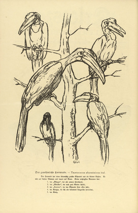 August Gaul. The Common Hornbill (Der gewöhnliche Hornrabe) (headpiece, p. 164) from the periodical Kriegszeit. Künstlerflugblätter, vol. 1, no. 41 (27 May 1915). 1915