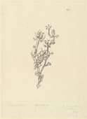 Paul Klee. Giant Aphid (Riesenblattlaus) for the illustrated book Deutsche Graphiker der Gegenwart. 1920