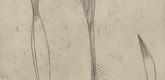 Louise Bourgeois. Pousses de Plantes. c. 1948