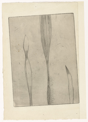 Louise Bourgeois. Pousses de Plantes. c. 1948