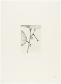 Louise Bourgeois. Untitled, plate 7 of 10, from the portfolio, Homely Girl, A Life. 1992