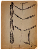 Louise Bourgeois. Mimosa Sensitive. 1950